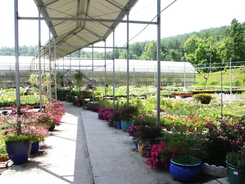 Painter Greenhouse VisitNC Com   IMG 6716 Copy Fit(800,600).2bd77da4 